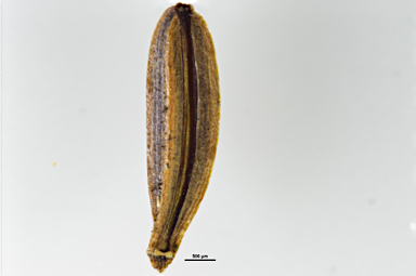 APII jpeg image of Chaerophyllum eriopodum  © contact APII