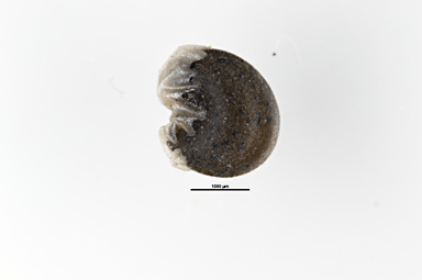APII jpeg image of Leptosema cervicorne  © contact APII