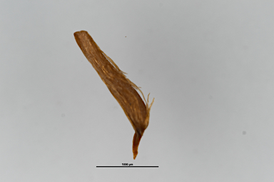 APII jpeg image of Leptospermum polygalifolium subsp. montanum  © contact APII