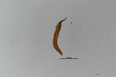 APII jpeg image of Leptospermum polygalifolium subsp. transmontanum  © contact APII