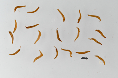 APII jpeg image of Leptospermum polygalifolium subsp. transmontanum  © contact APII