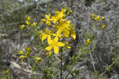 photo © ANBG
