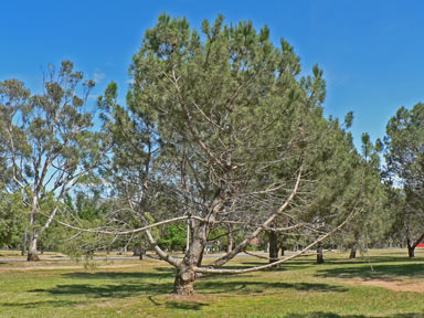 APII jpeg image of Pinus halepensis  © contact APII