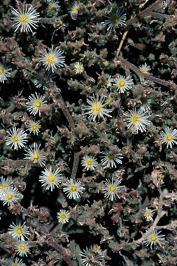 APII jpeg image of Mesembryanthemum nodiflorum  © contact APII