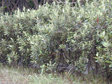 APII jpeg image of Rhodomyrtus tomentosa  © contact APII