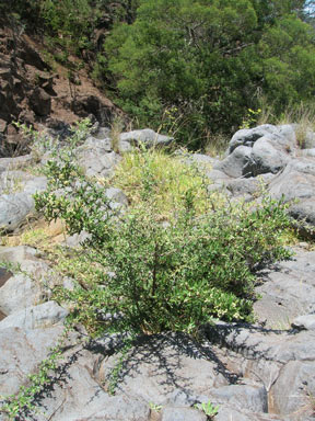 APII jpeg image of Pyracantha angustifolia  © contact APII
