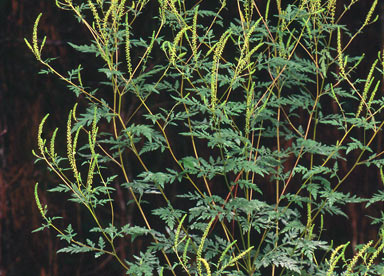 APII jpeg image of Ambrosia artemisiifolia  © contact APII