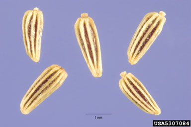 APII jpeg image of Leucanthemum vulgare  © contact APII