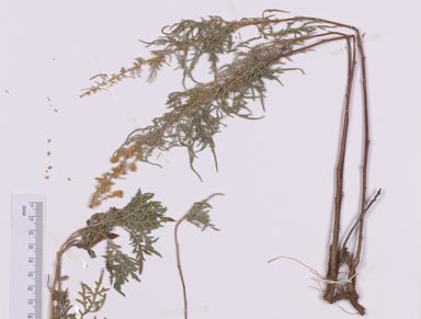 APII jpeg image of Ambrosia confertiflora  © contact APII