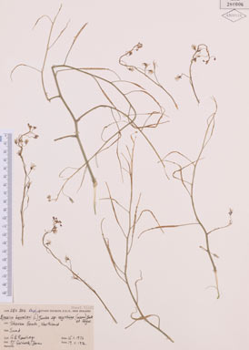 APII jpeg image of Brassica barrelieri subsp. oxyrrhina  © contact APII