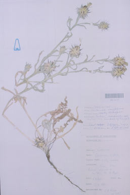 APII jpeg image of Centaurea eriophora  © contact APII