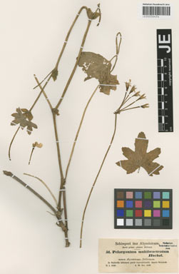 APII jpeg image of Pelargonium alchemilloides  © contact APII