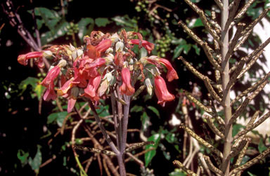 APII jpeg image of Bryophyllum delagoense  © contact APII