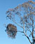 mistletoe on eucalypt
