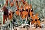 Sturt Desert Pea
