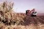 Harvesting sugar cane in Queensland