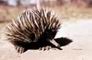 Echidna