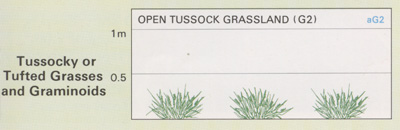 Open Tussock Grassland structure