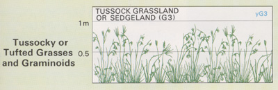 Tussock Grassland structure