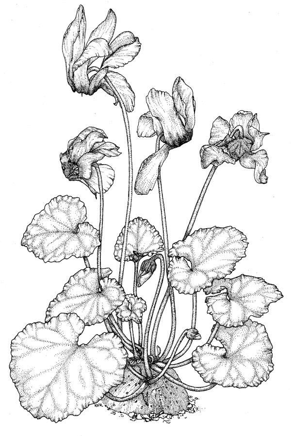 Poison Plant Illustrations - Australian Plant Information
