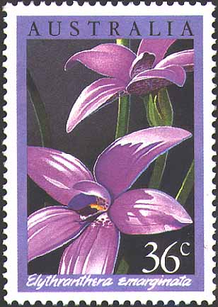 Australian Stamp - Elythranthera emarginata