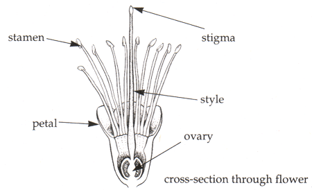 Callistemon