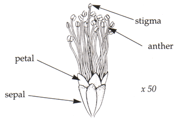 Acacia