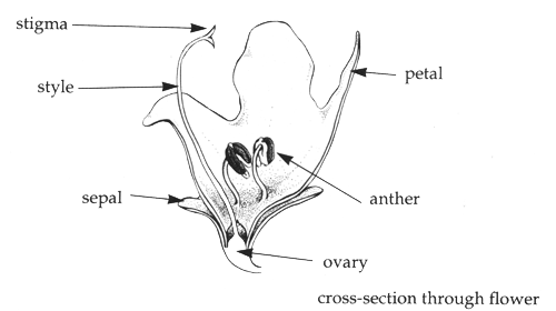 Prostanthera