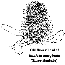 banksia