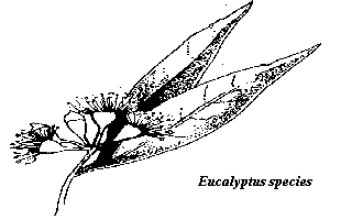 eucalypt