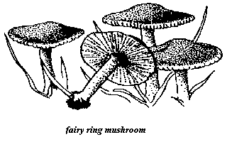 fungi