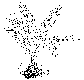 Macrozamia