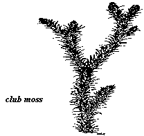 club moss