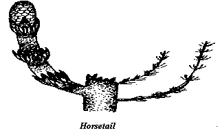 horsetail