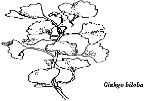 Ginkgo