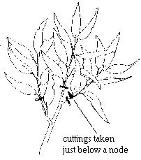 cutting