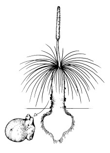 Xanthorrhoea sp. resin