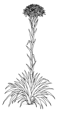 Doryanthes excelsa