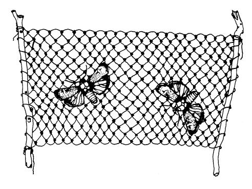 Pimelea linifolia net