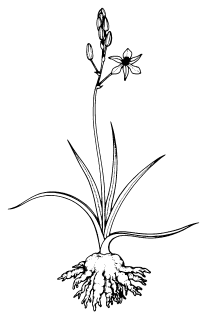 Bulbine sp.