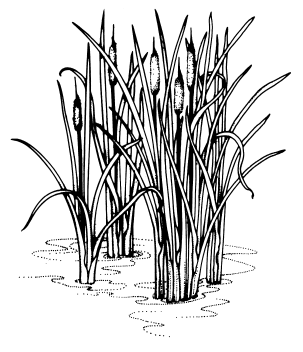 Typha species