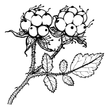 Rubus parvifolius