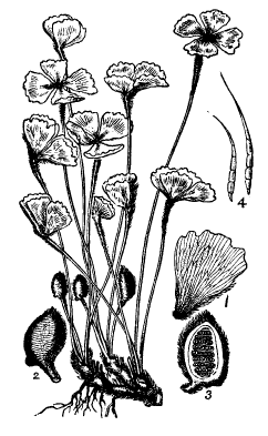 Marsilea drummondii