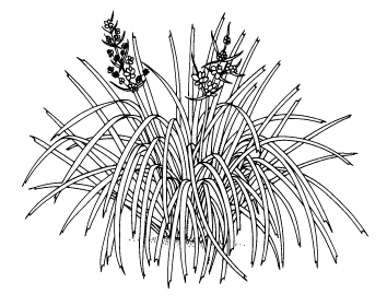 Lomandra longifolia