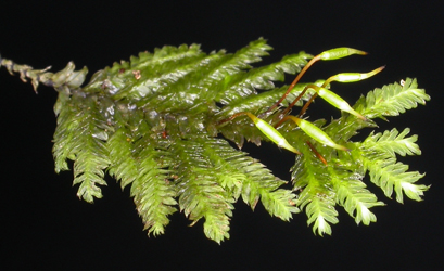 Lopidium concinnum. Photo: David Tng