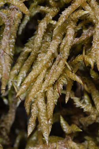 Acrocladium chlamydophyllum. Photo: Niels Klazenga.