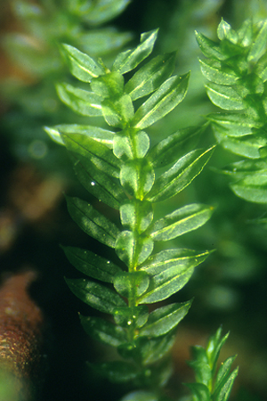 Calomnion complanatum. Photo: Bill Malcolm