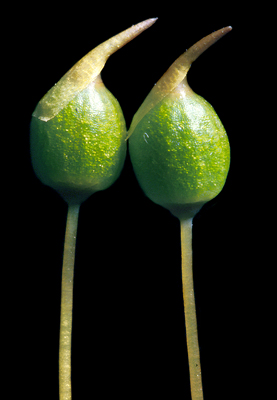 Conostomum pentastichum. Photo: Bill Malcolm ©.