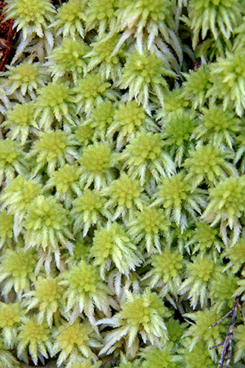 Sphagnum cristatum. Photo: Bill Malcolm ©.