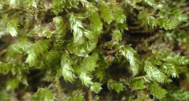 Trachyphyllum inflexum. Photo: Bill Malcolm.